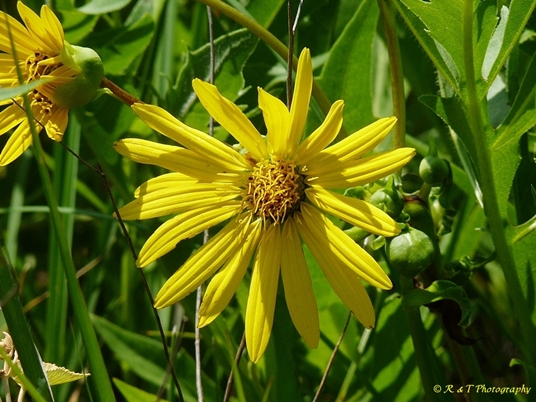 {Silphium pinnatifidum}